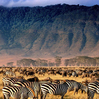 Ngorongoro Crater