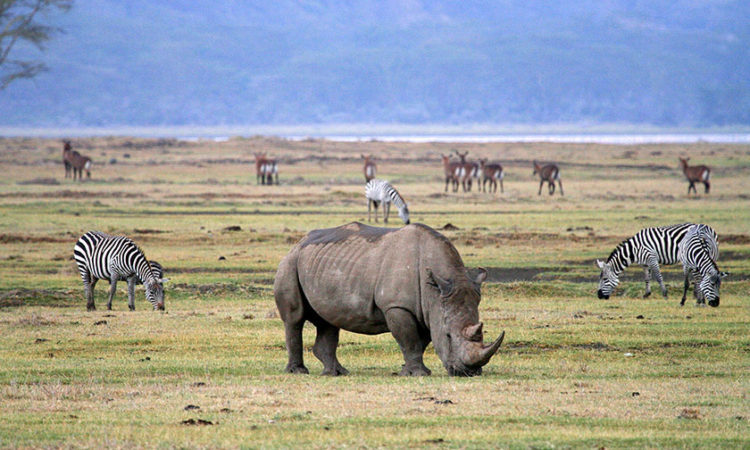 3 Day Comfort Safari Lake Manyara & Ngorongoro Crater