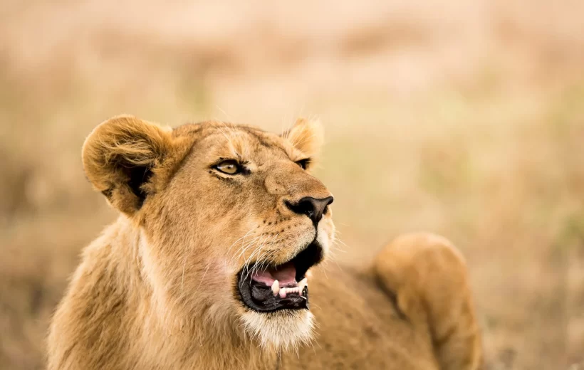 5 Day Serengeti Lions Safaris