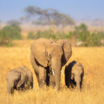 Gallery Thumbnail 1