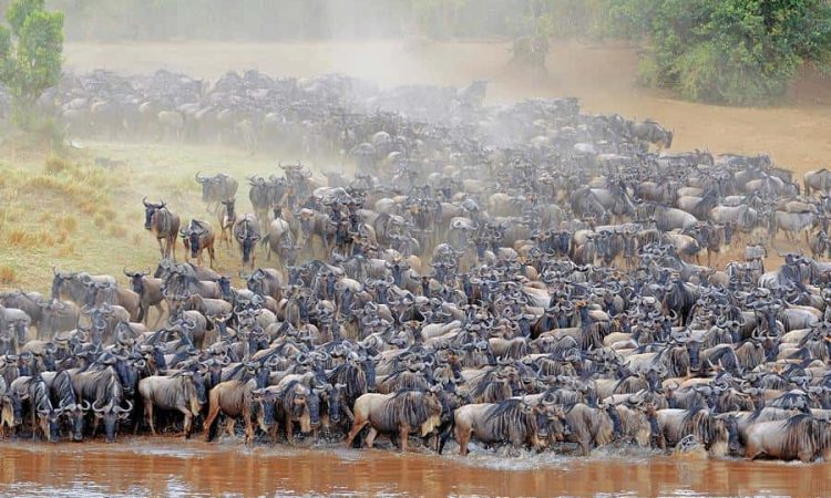 6 Day Great Serengeti Wildebeest Migration