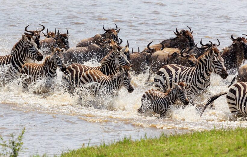 8-Day Ndutu Migration Footsteps from December to April