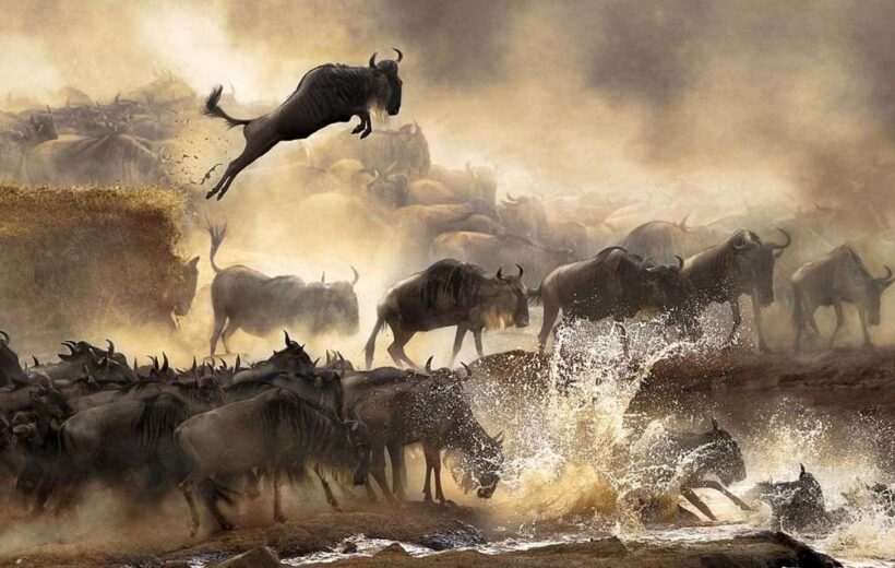 8 Day Great Wildebeest Migration Northern Serengeti