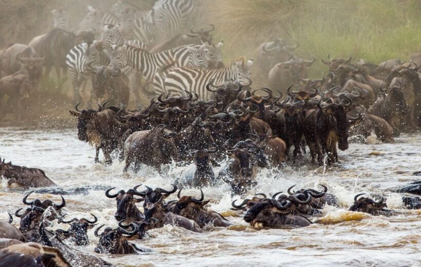 9-Day Migration River Crossing August to October